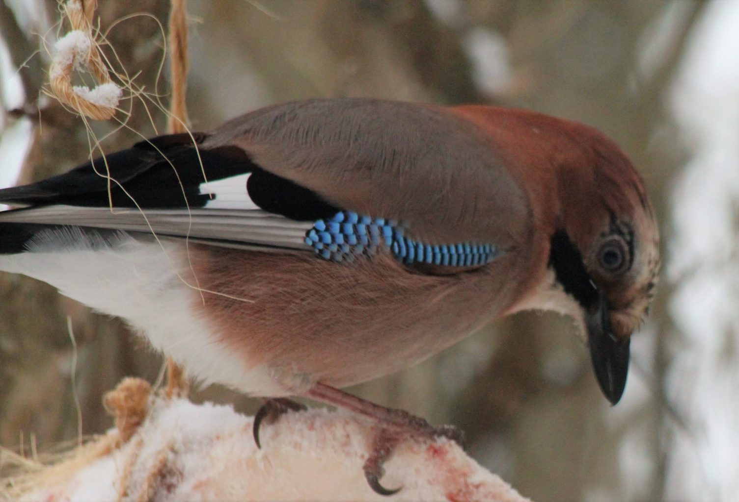 Valokuvaaja: Teija Vänttinen