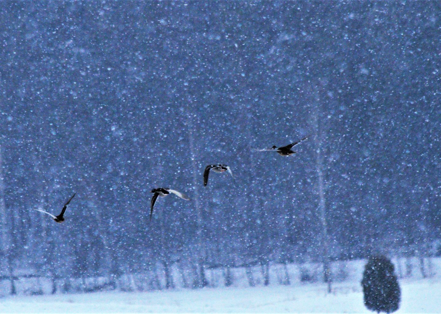 Valokuvaaja: Teija Vänttinen