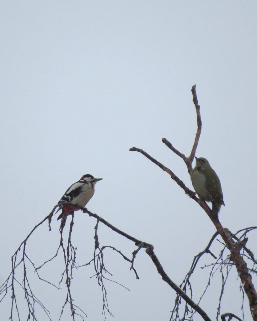 Valokuvaaja: Minna Kähkönen