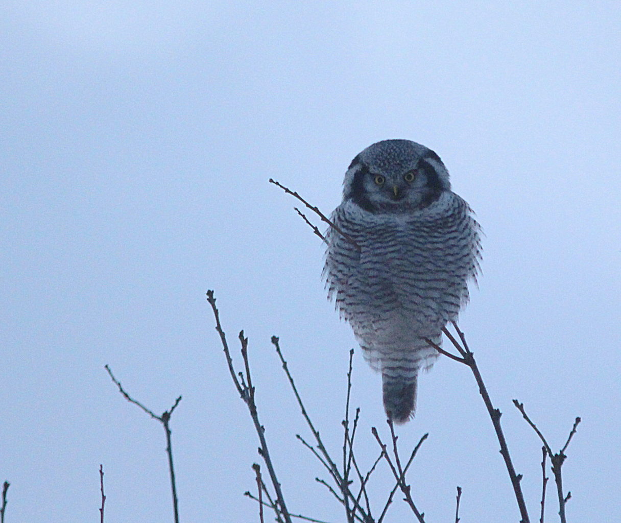 Valokuvaaja: Sirpa Jyske Valokuvaaja: Sirpa Jyske