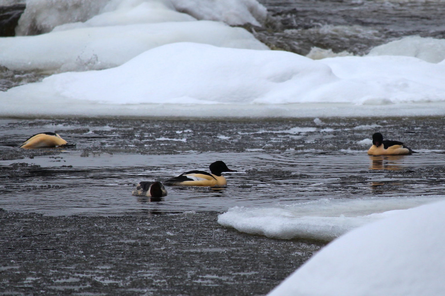 Valokuvaaja: Kirsi-Marja Joenpolvi