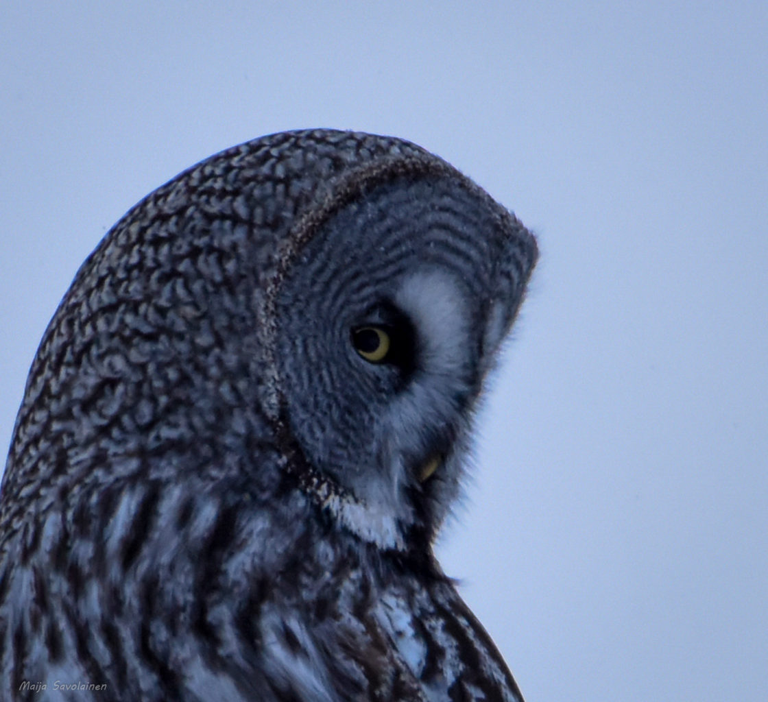 Valokuvaaja: Maija Savolainen