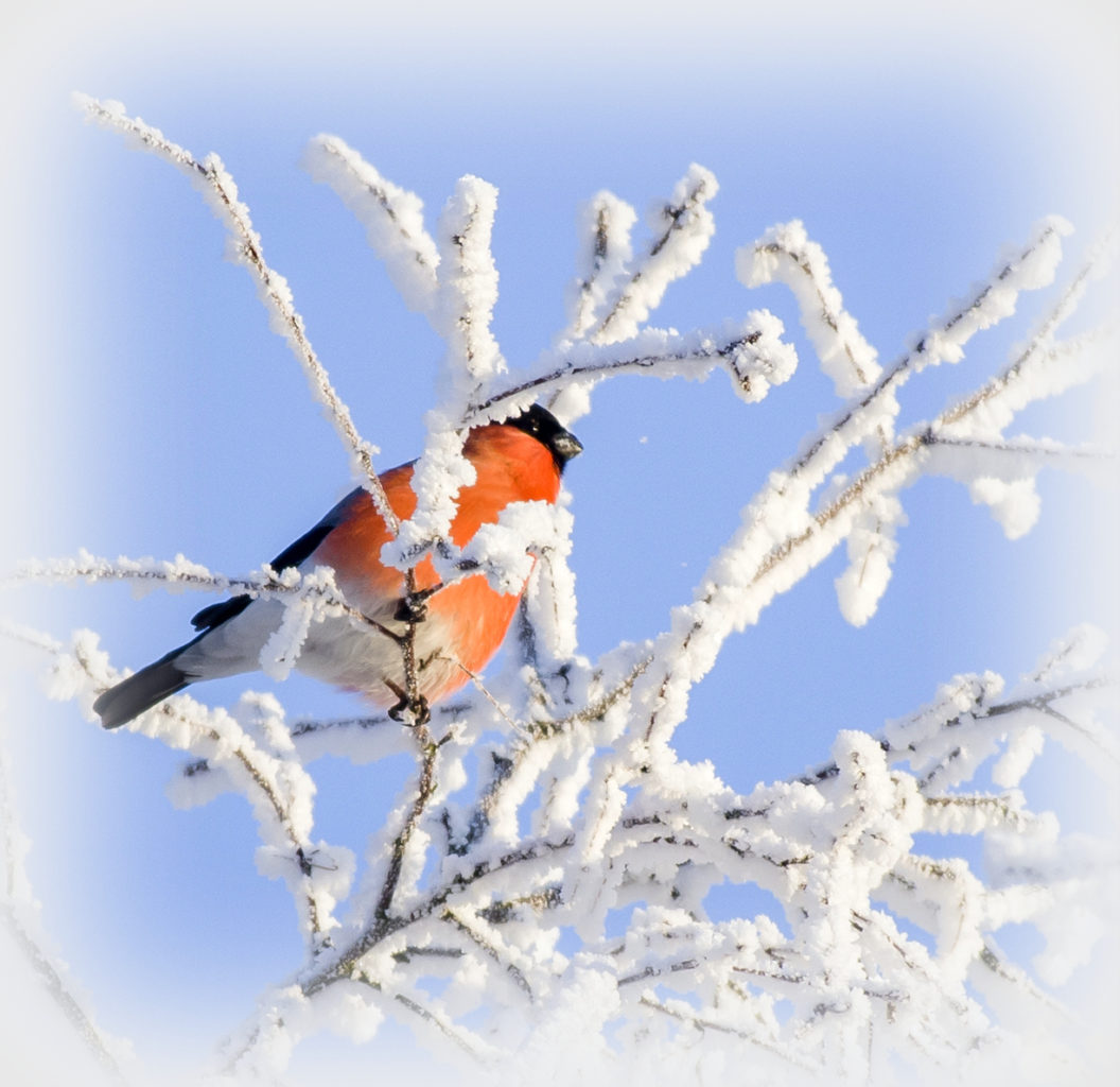 Valokuvaaja: Olavi Kangas