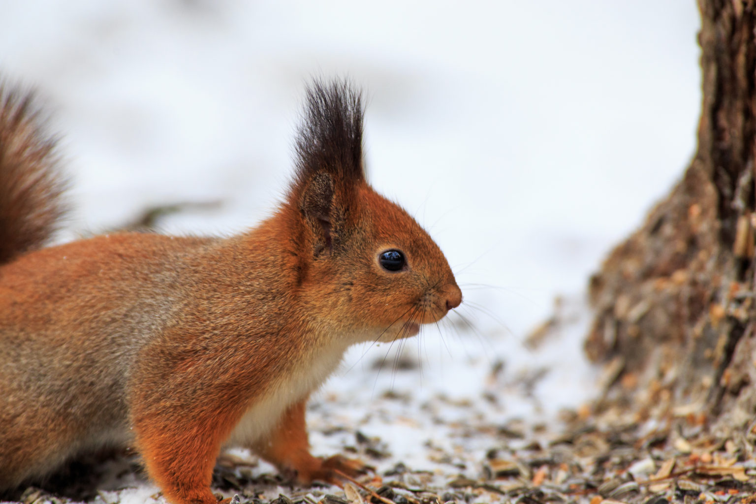 Valokuvaaja: Antti Toivanen