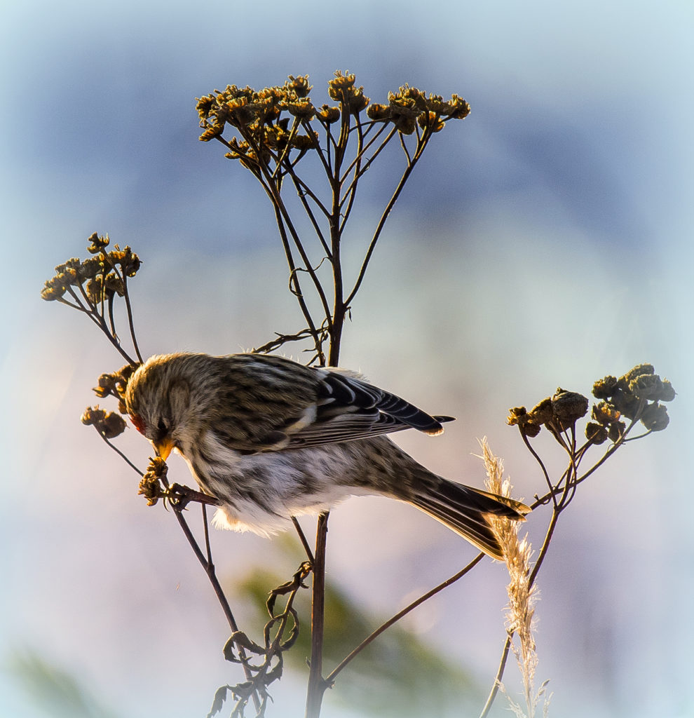 Valokuvaaja: Olavi Kangas