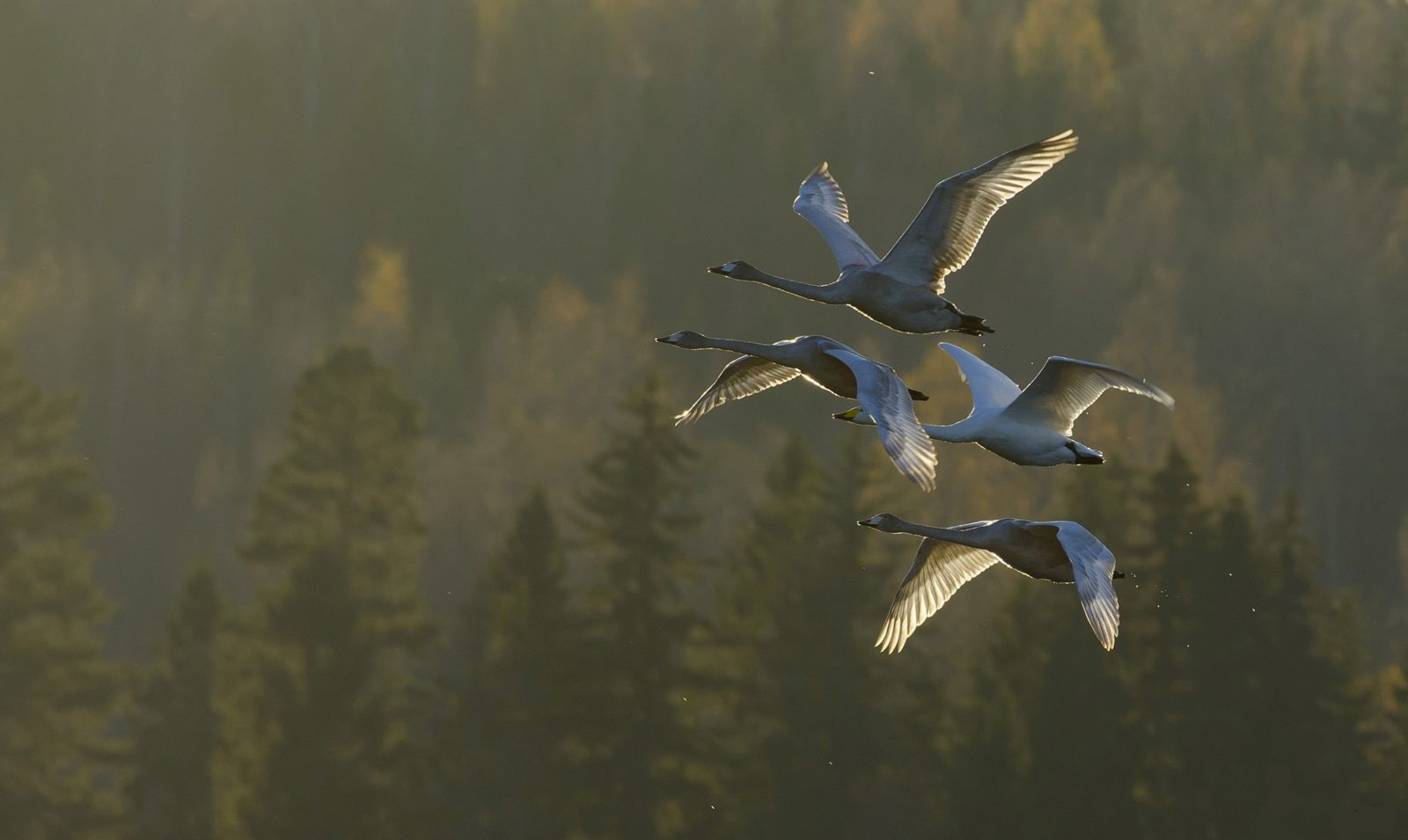 Valokuvaaja: Olavi Kangas