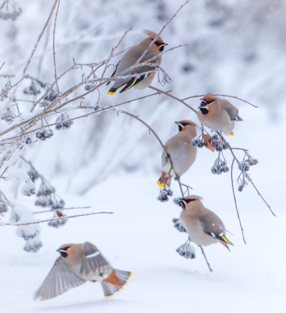 Valokuvaaja: Jukka Risikko