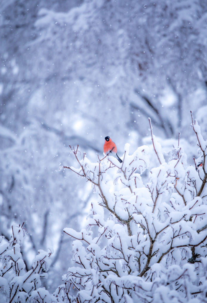 Valokuvaaja: Jukka Risikko