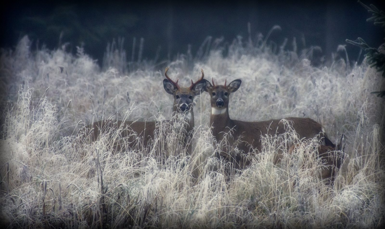 Valokuvaaja: Olavi Kangas