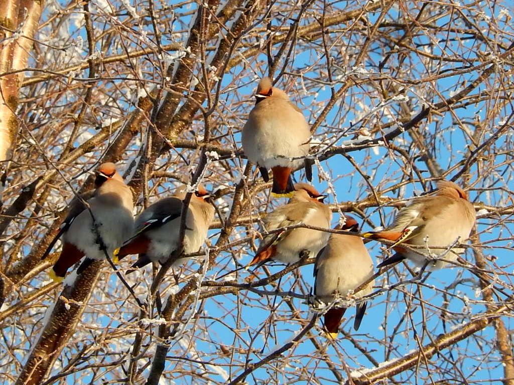 Valokuvaaja: Pirkko Siukonen