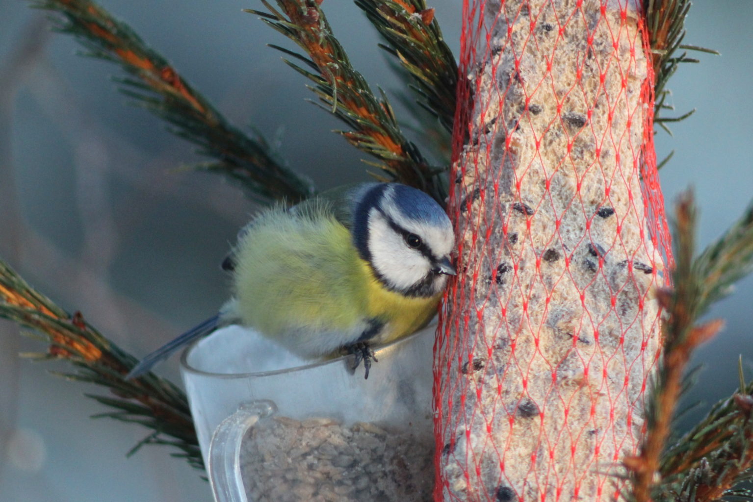 Valokuvaaja: Kalle Asikainen