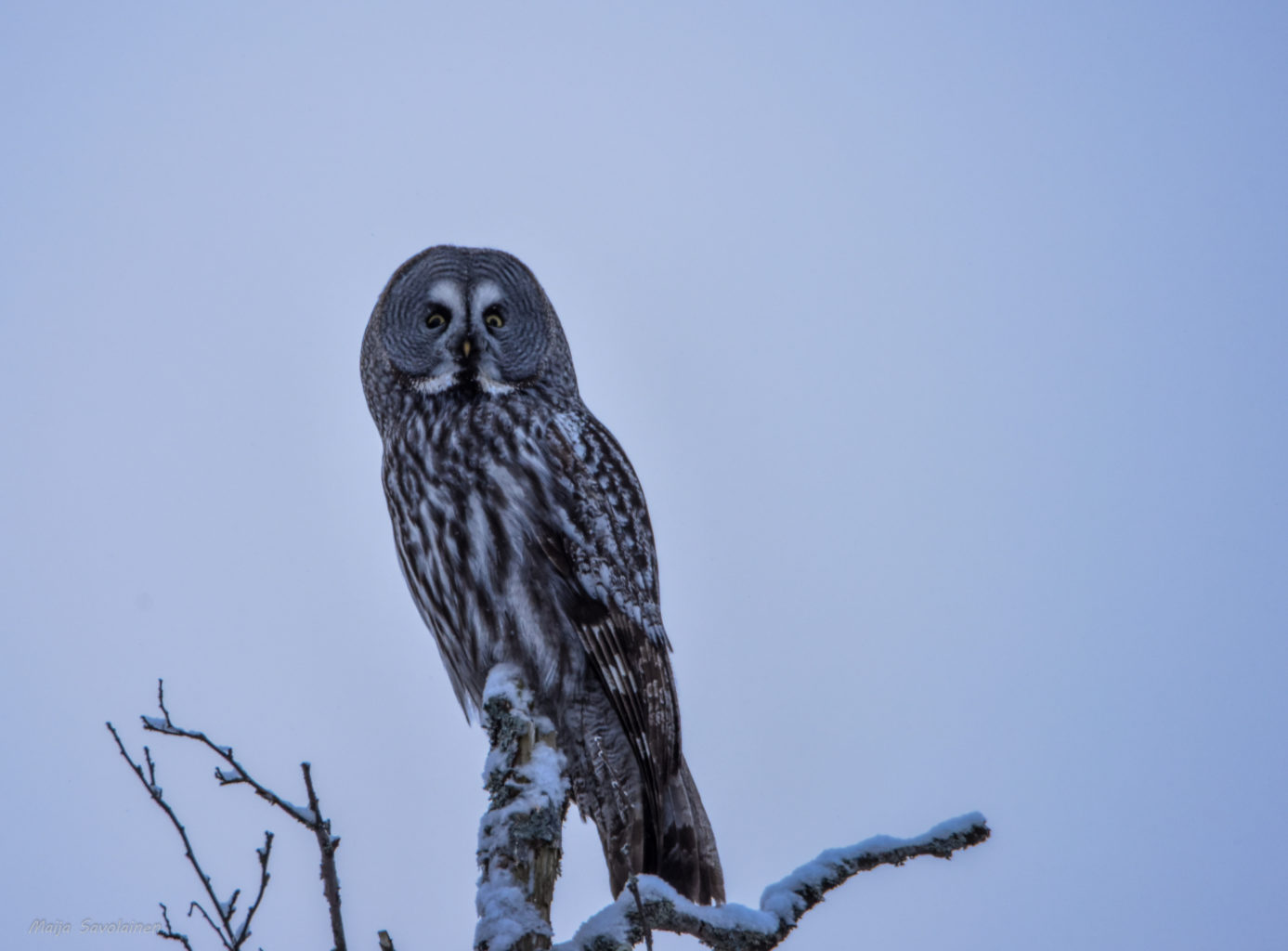 Valokuvaaja: Maija Savolainen