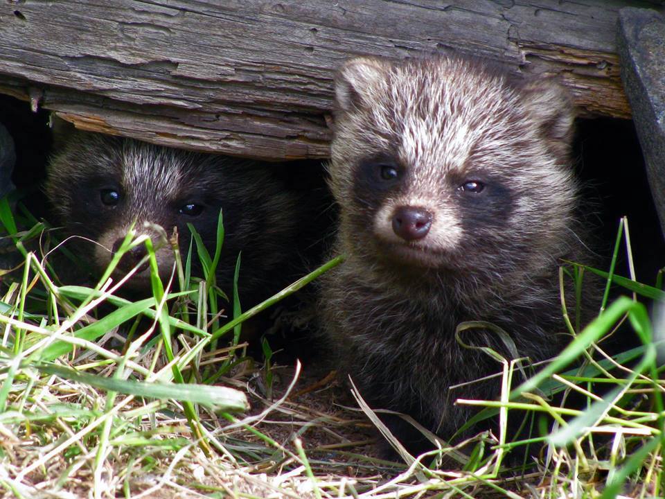 Valokuvaaja: Olavi Kangas
