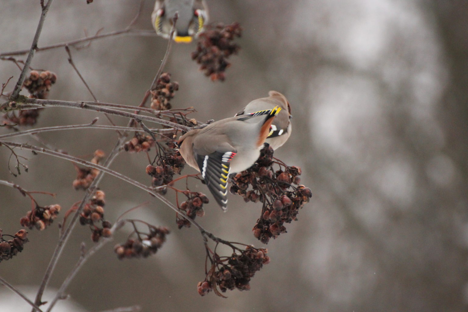 Valokuvaaja: Miia Pesu