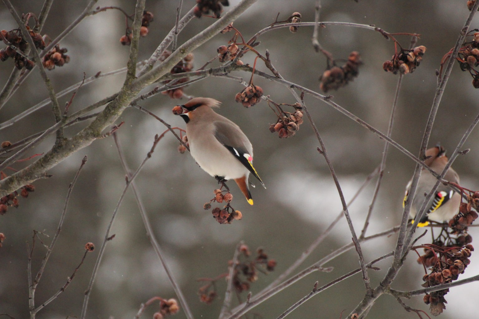 Valokuvaaja: Miia Pesu