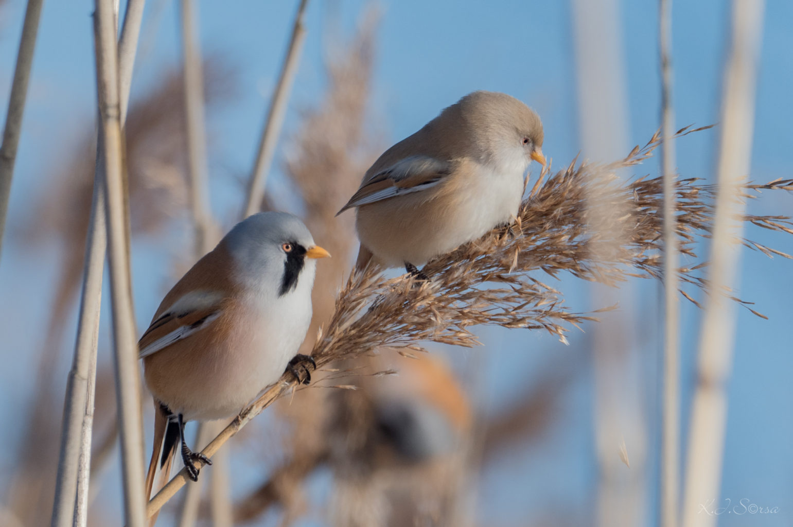Valokuvaaja: Kyösti Sorsa Valokuvaaja: Kyösti Sorsa