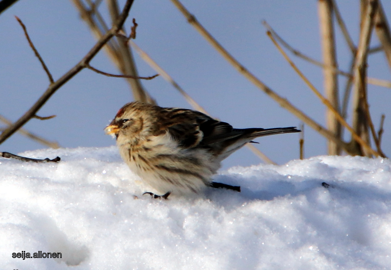 Valokuvaaja: Seija Allonen