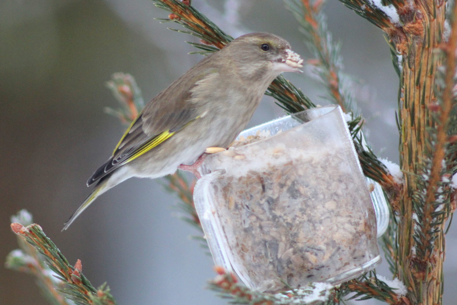 Valokuvaaja: Kalle Asikainen