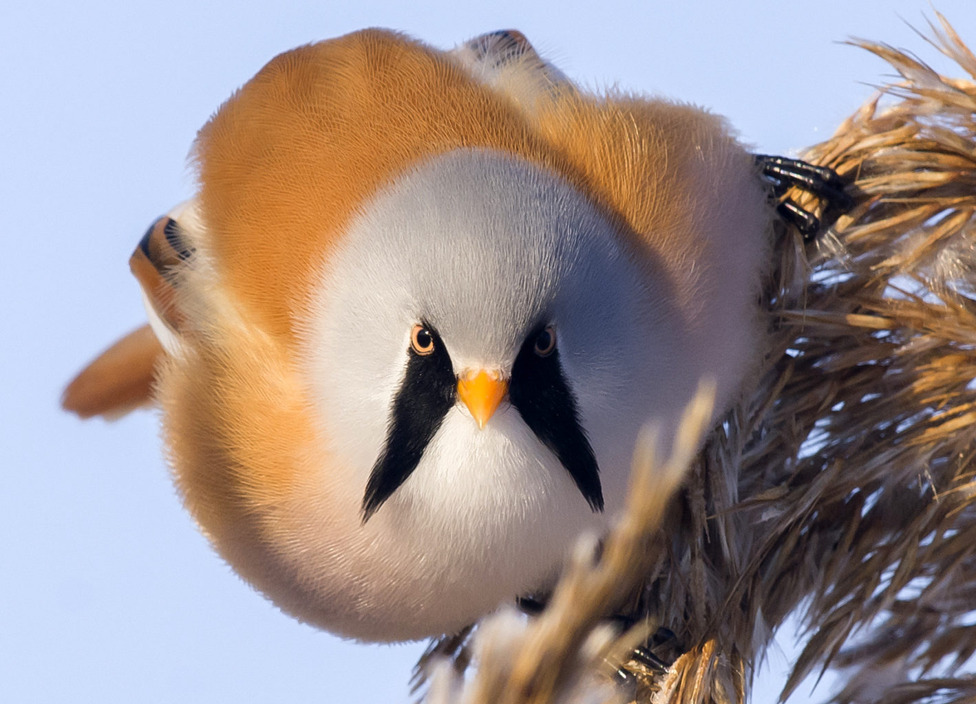 Valokuvaaja: Olavi Kangas