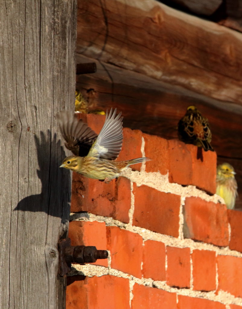 Valokuvaaja: Lasse Kokko