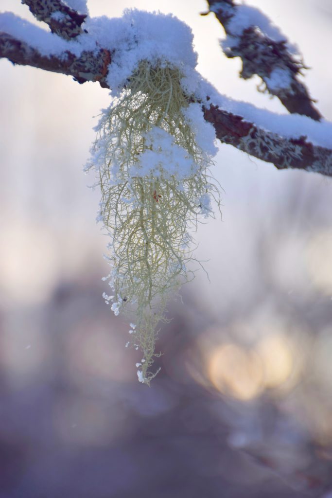 Valokuvaaja: Leena Rissanen