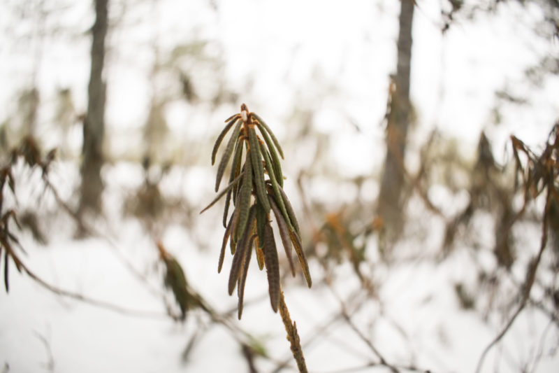 Suopursu talvisella Torronsuolla. Kuva: Juhis Ranta