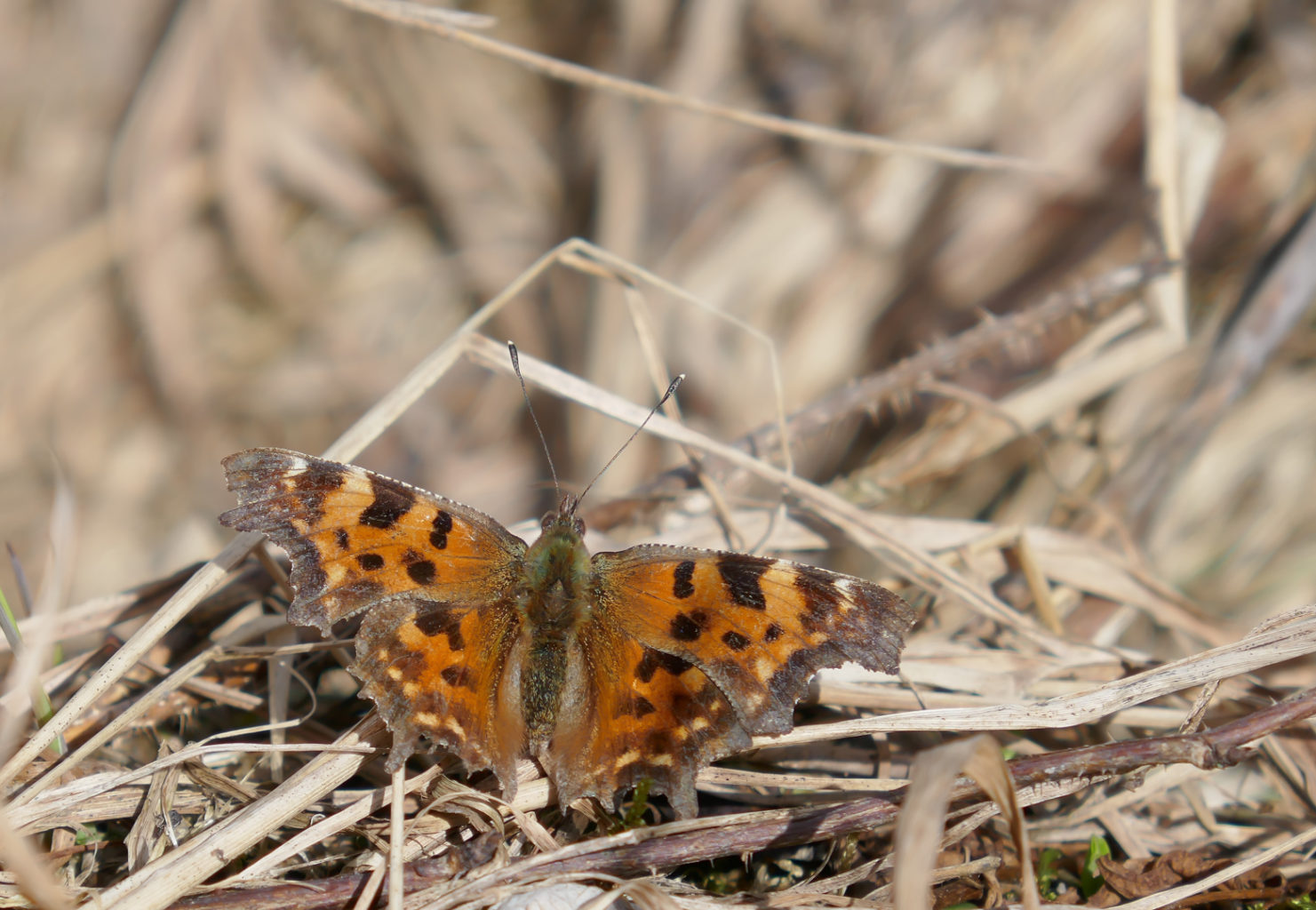 Valokuvaaja: Anne Patana