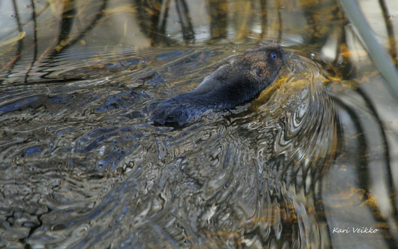 Valokuvaaja: Kari Veikko