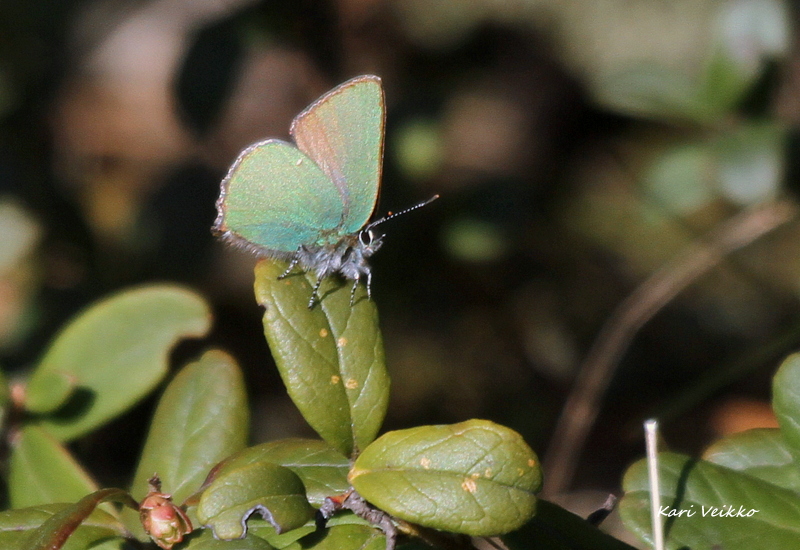 Valokuvaaja: Kari Veikko