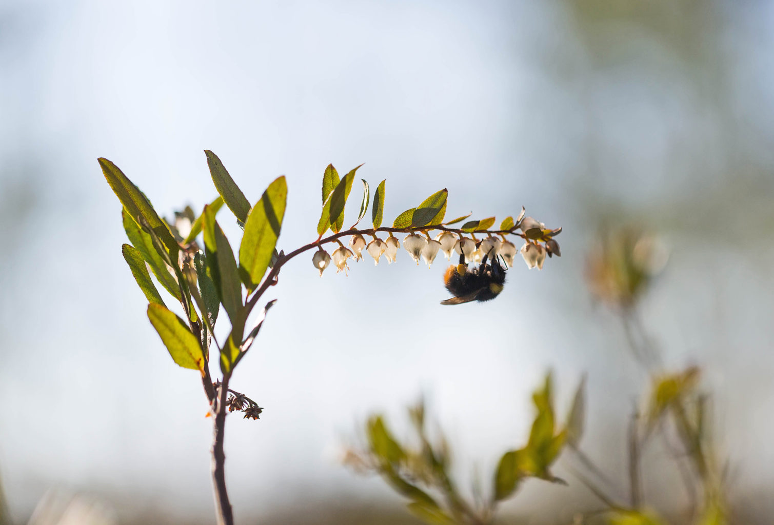 Valokuvaaja: Irma Kortekallio