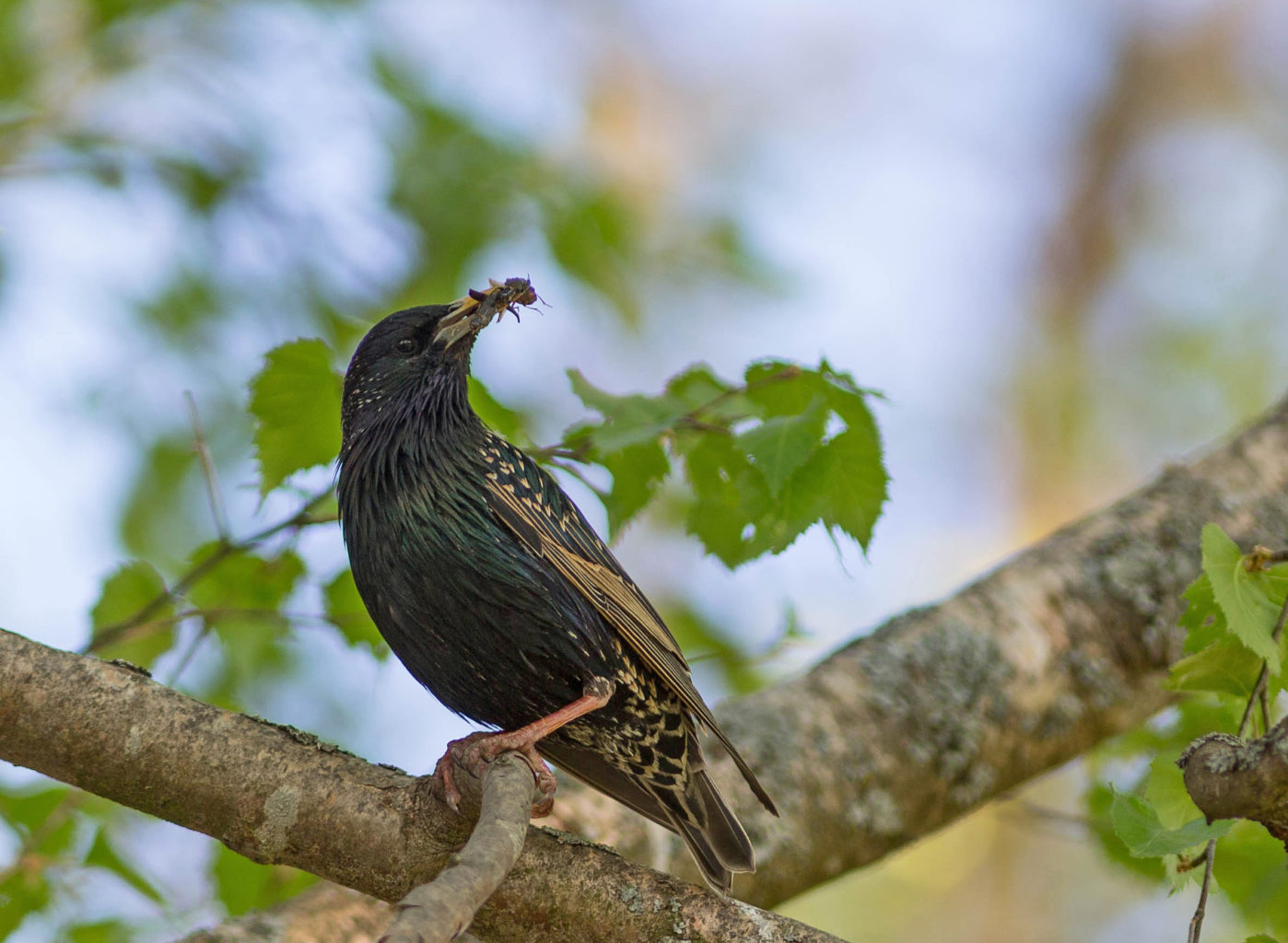 Valokuvaaja: Irma Kortekallio Valokuvaaja: Irma Kortekallio