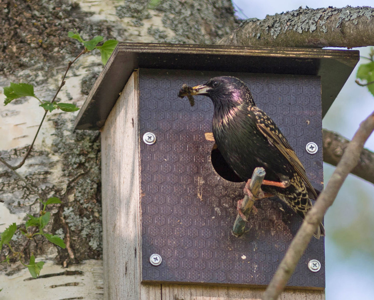 Valokuvaaja: Irma Kortekallio