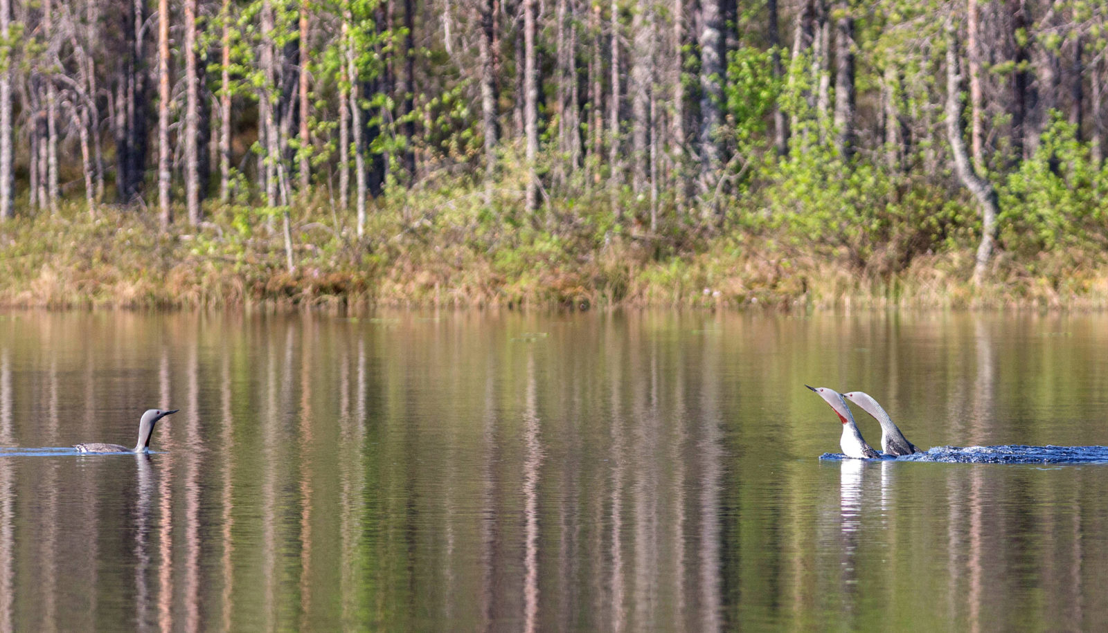 Valokuvaaja: Irma Kortekallio