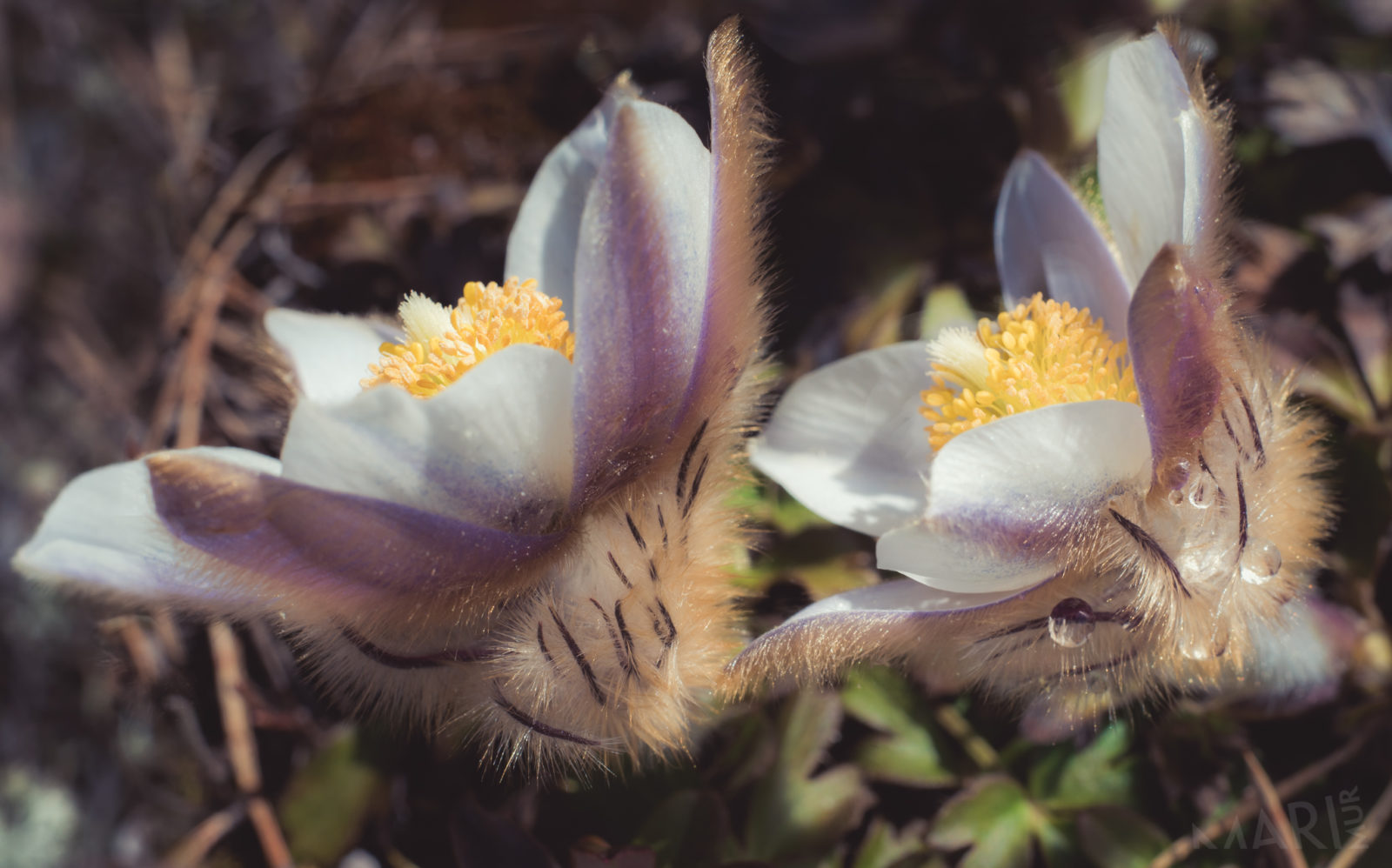 Valokuvaaja: Mari Mur