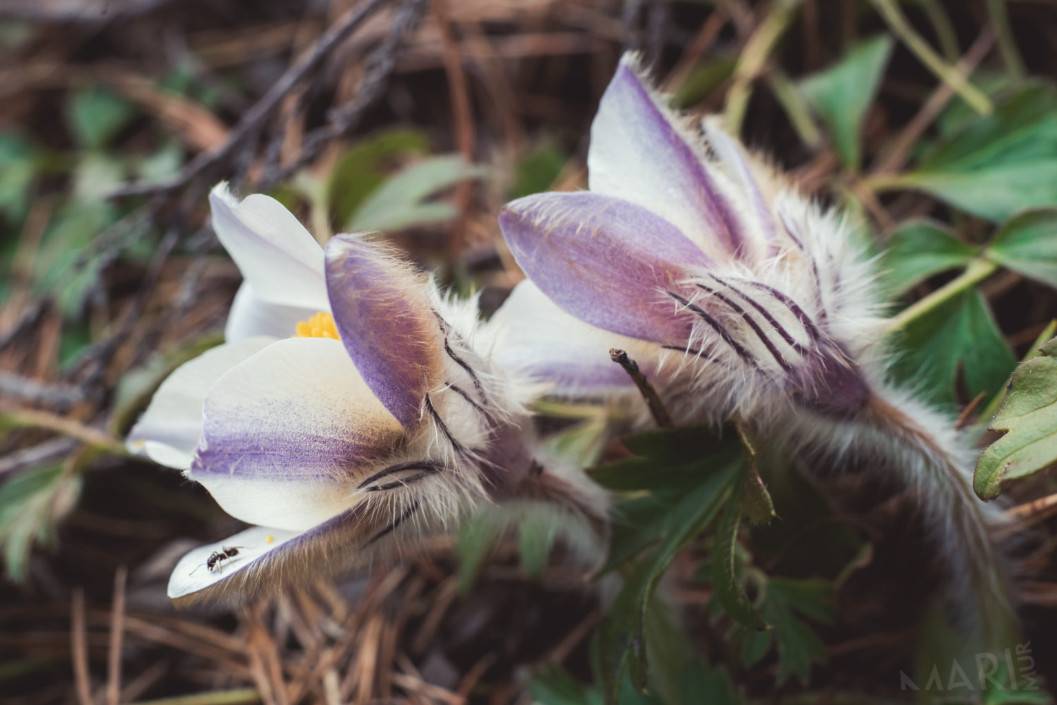 Valokuvaaja: Mari Mur
