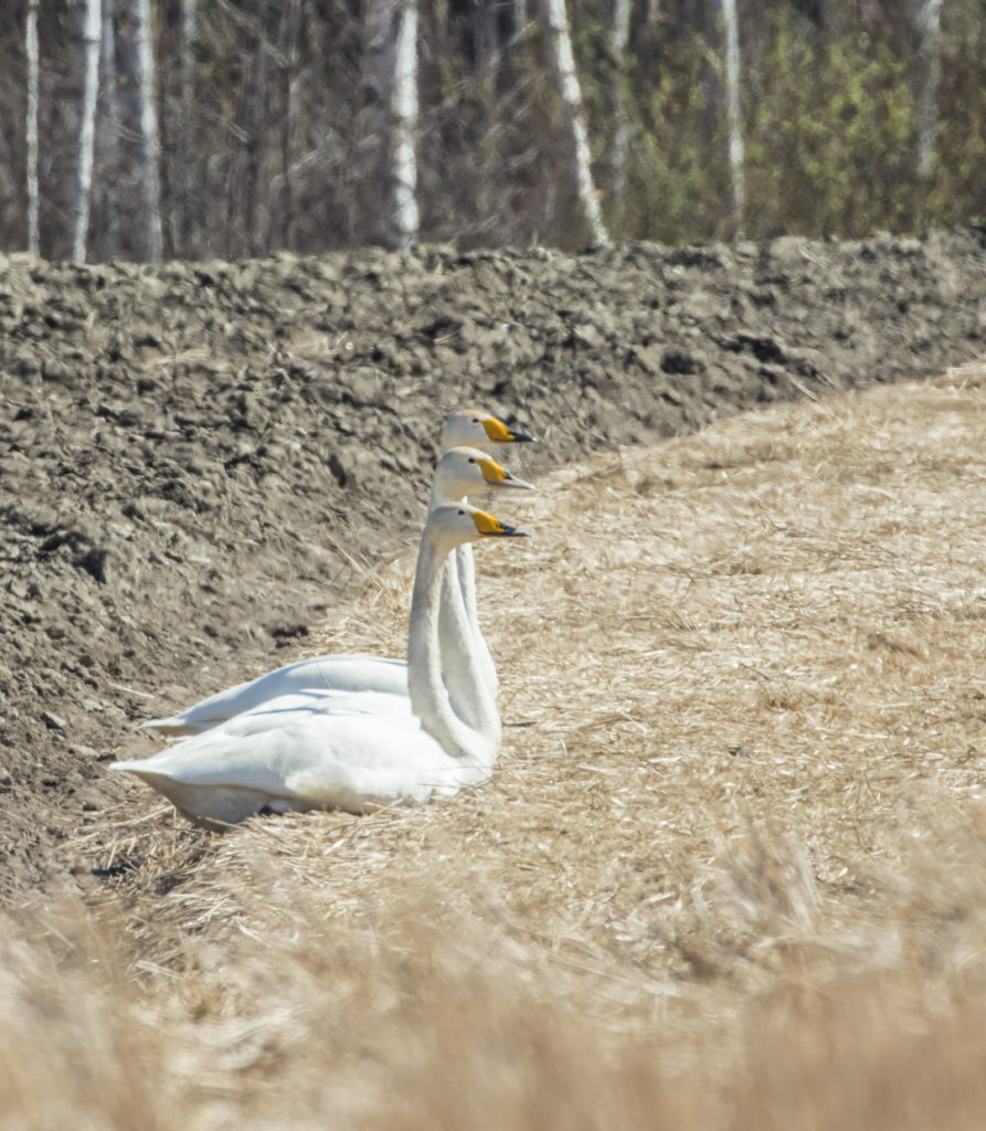Valokuvaaja: Anne Patana