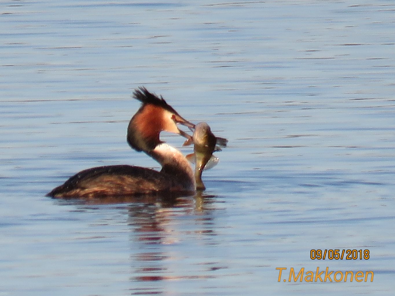 Valokuvaaja: Tuula Makkonen