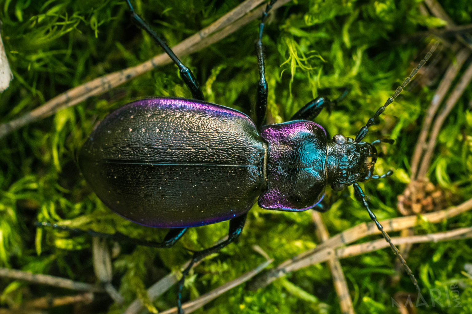 Valokuvaaja: Mari Mur