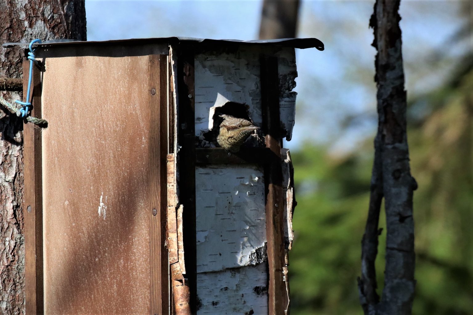 Valokuvaaja: Kimmo Jalkanen