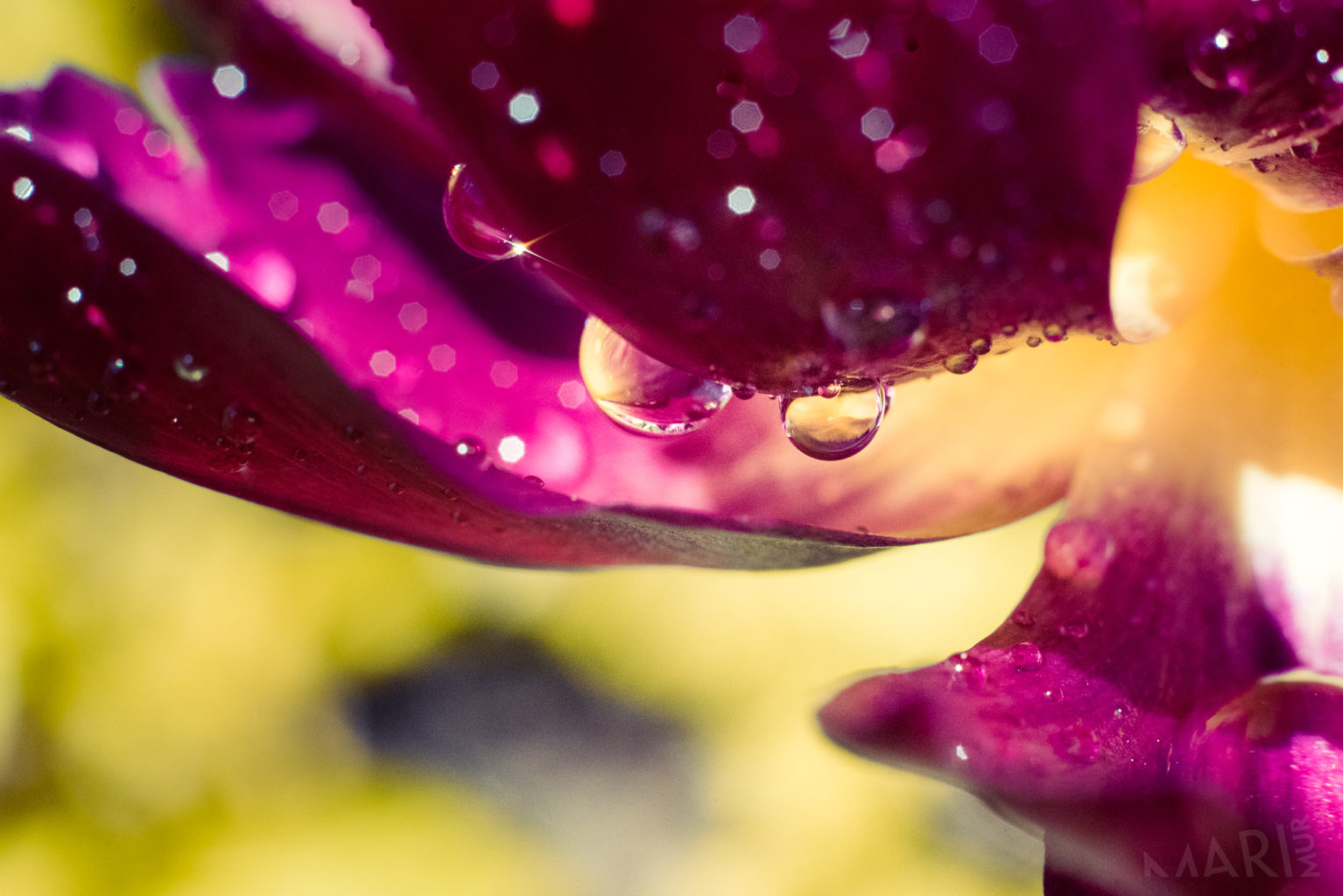 Valokuvaaja: Mari Mur