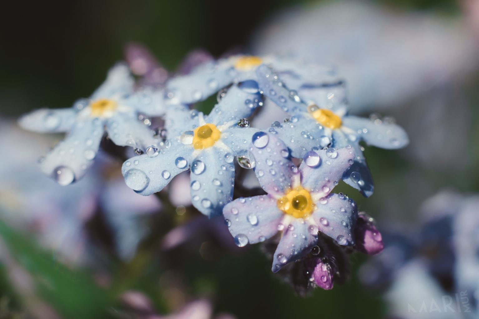 Valokuvaaja: Mari Mur Valokuvaaja: Mari Mur