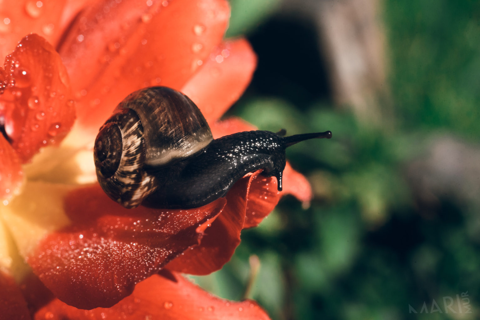 Valokuvaaja: Mari Mur