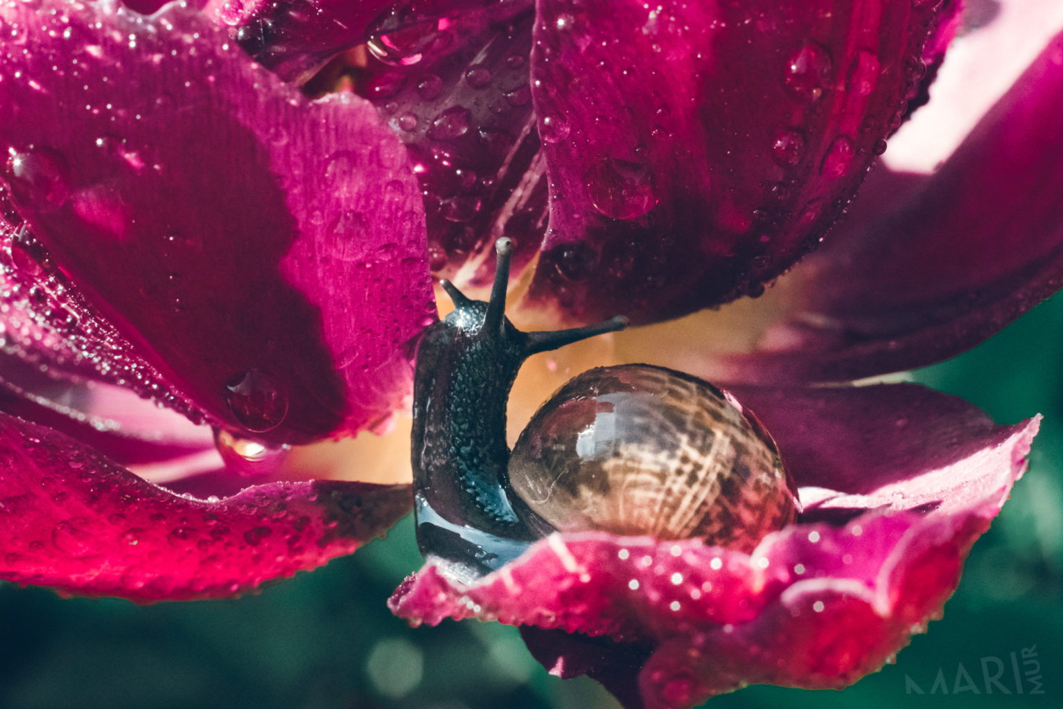 Valokuvaaja: Mari Mur