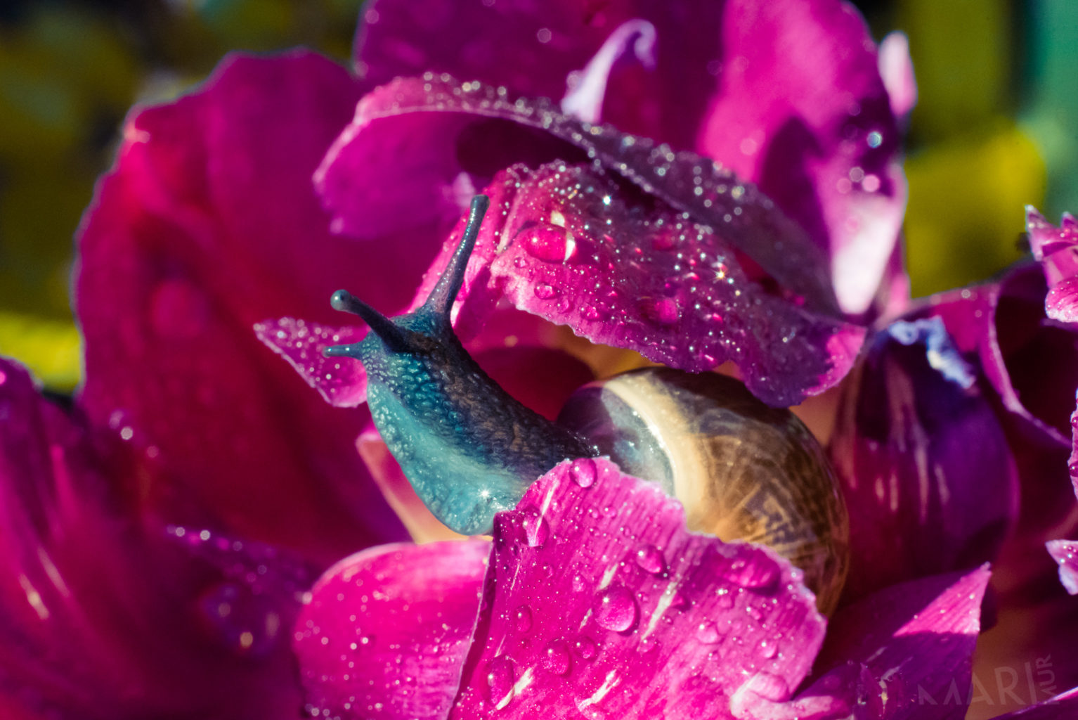 Valokuvaaja: Mari Mur