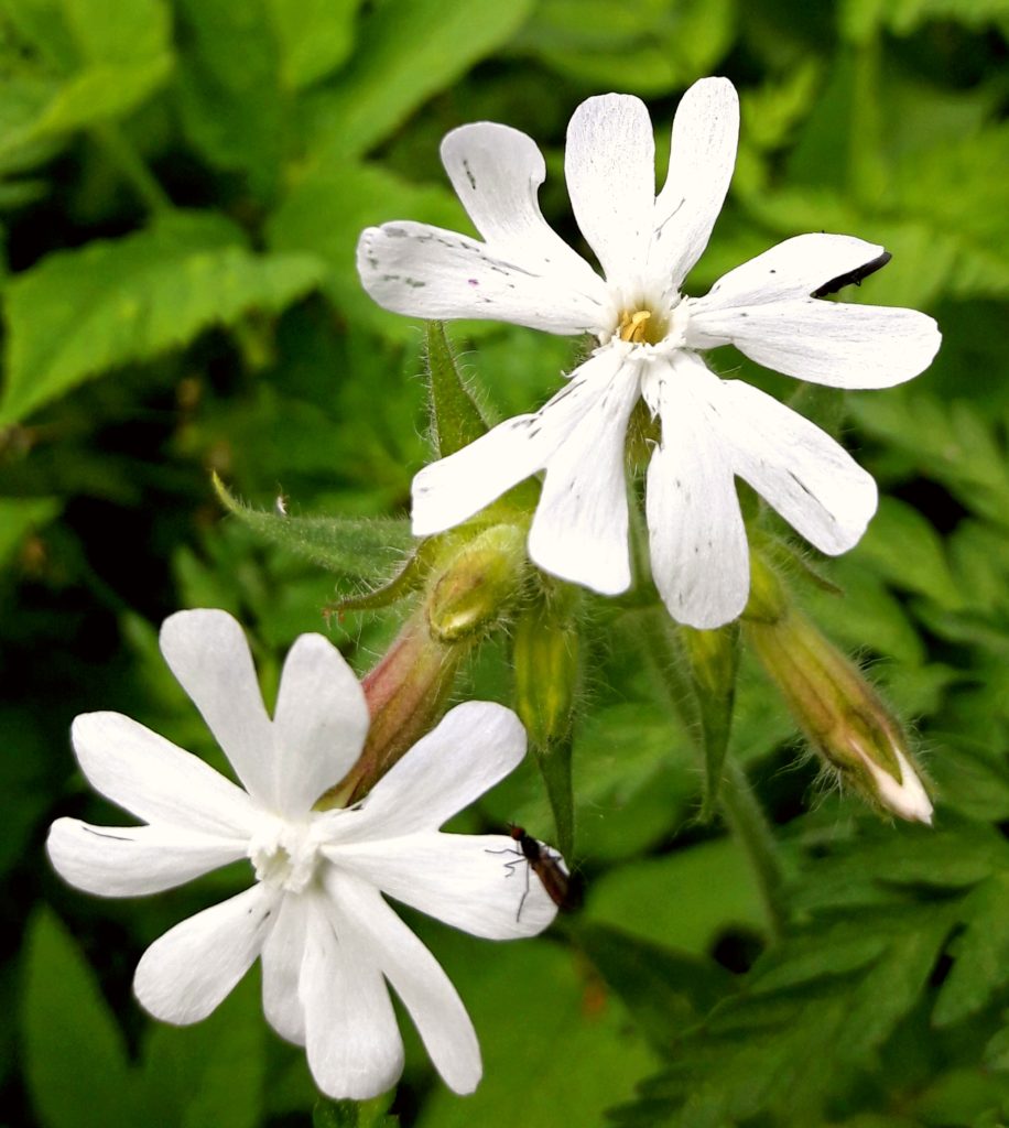 Valokuvaaja: Anne Ala-Mikkula