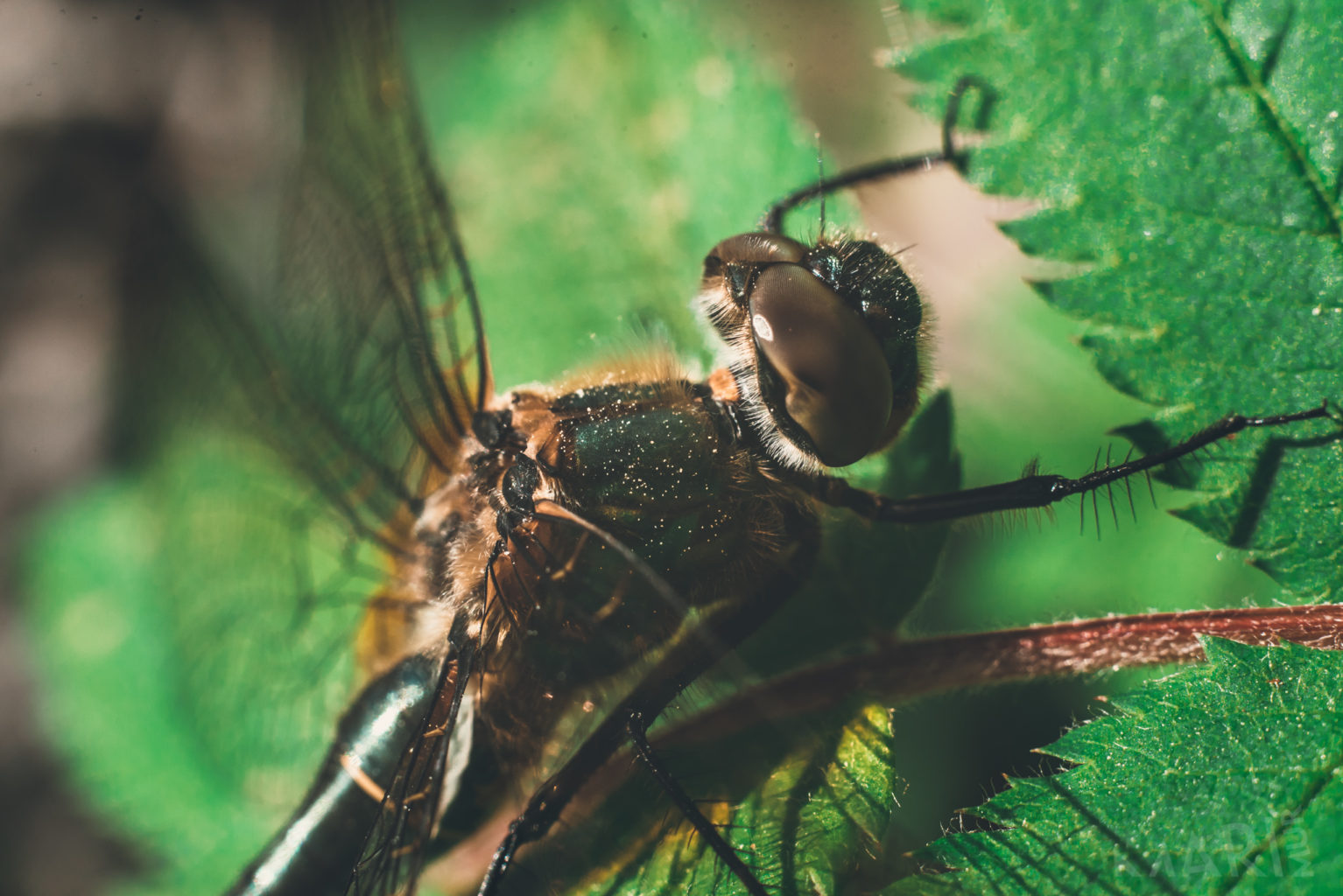 Valokuvaaja: Mari Mur