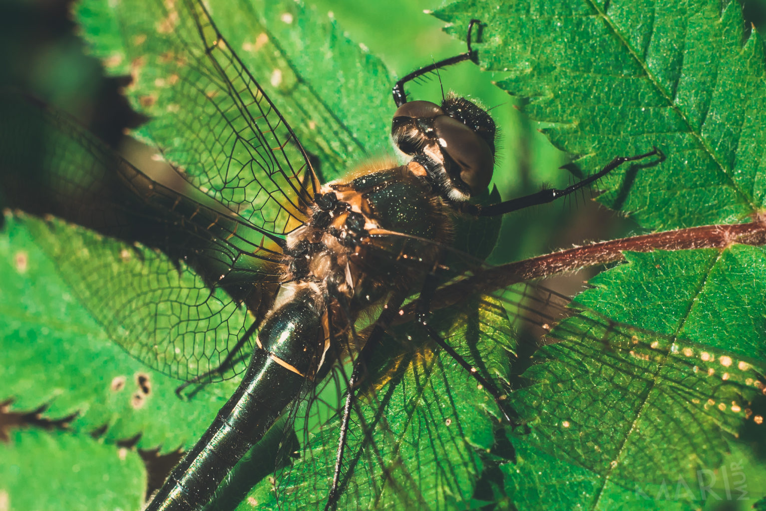 Valokuvaaja: Mari Mur