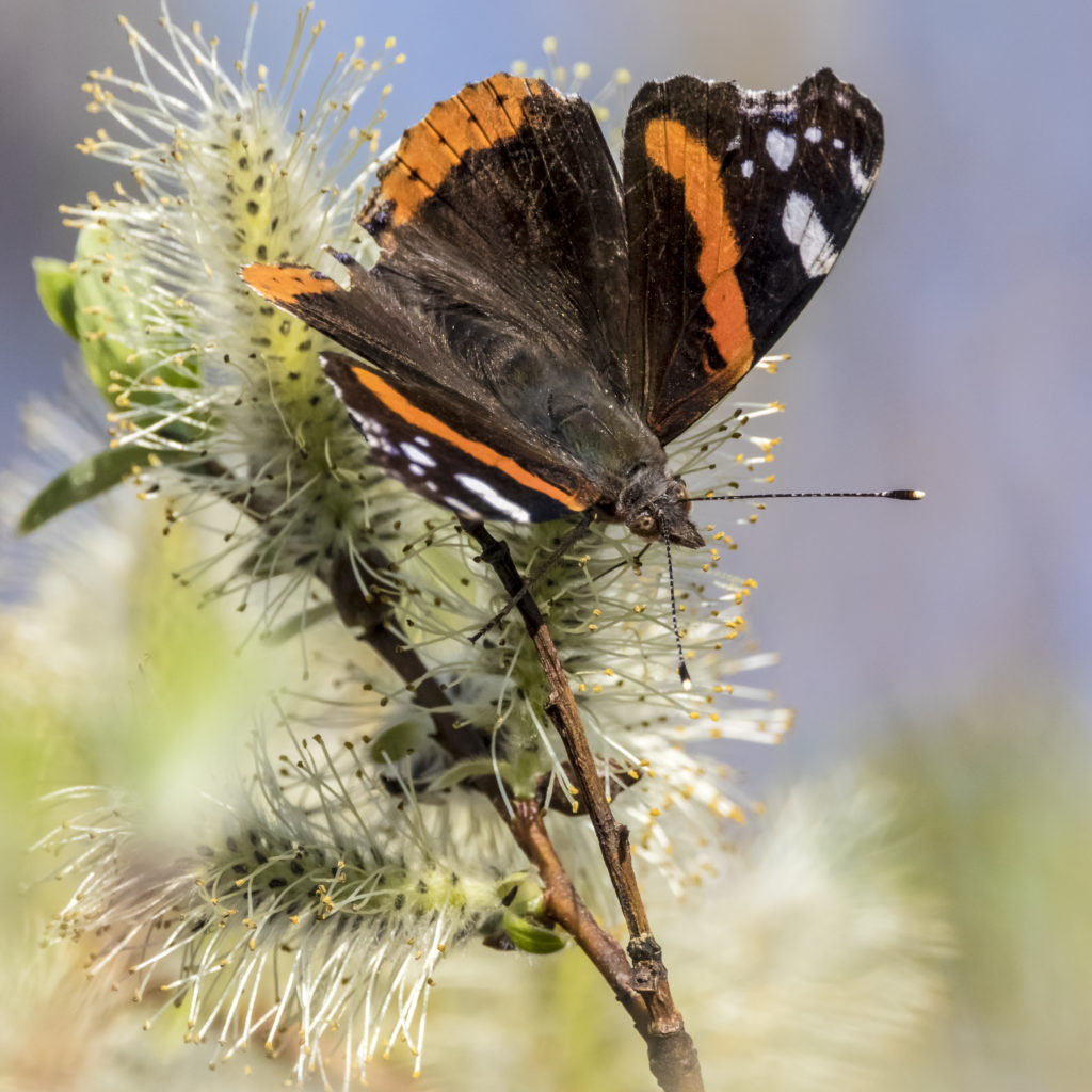 Valokuvaaja: Erkki Alasaarela