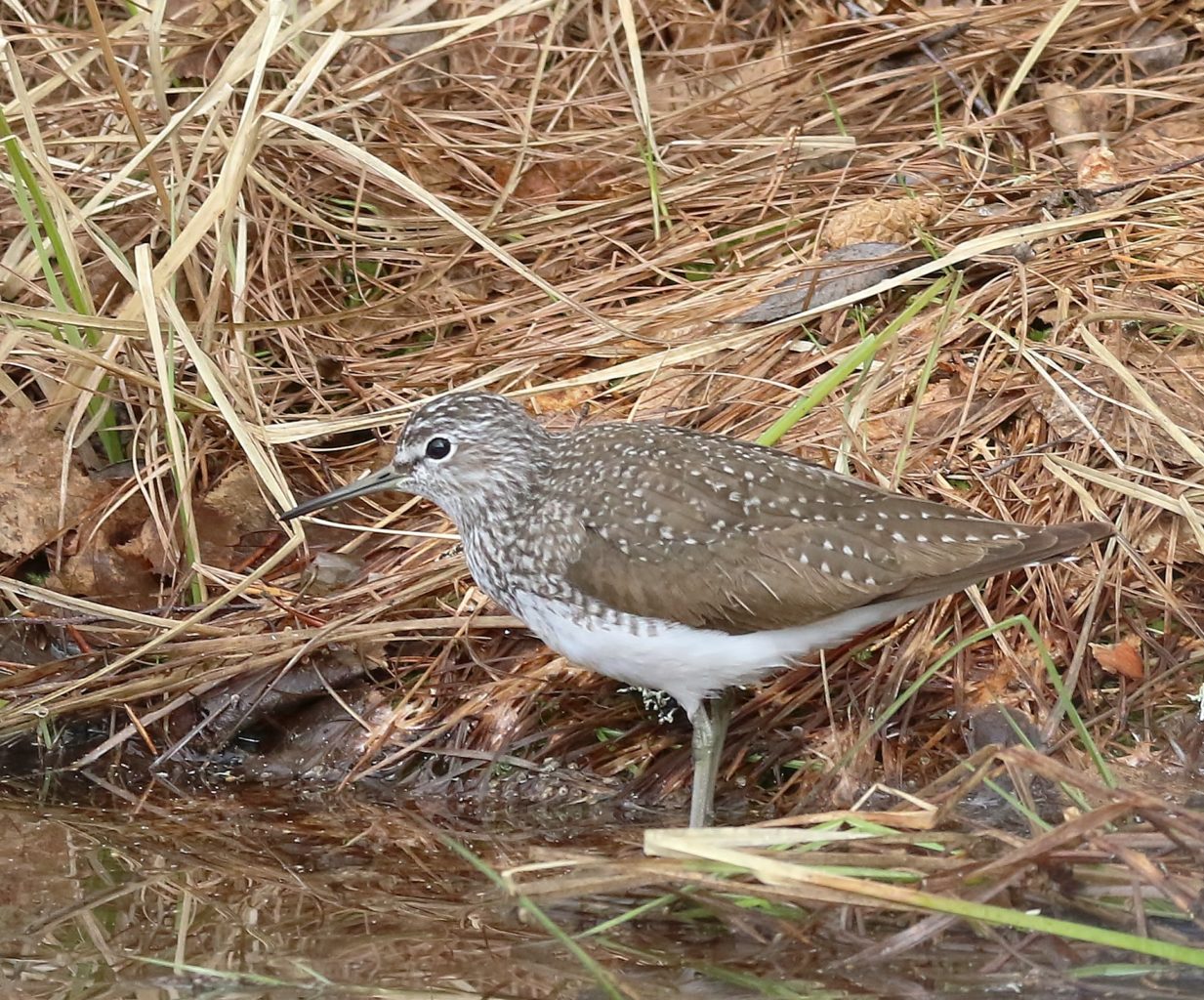 Valokuvaaja: Tuula Pirnes