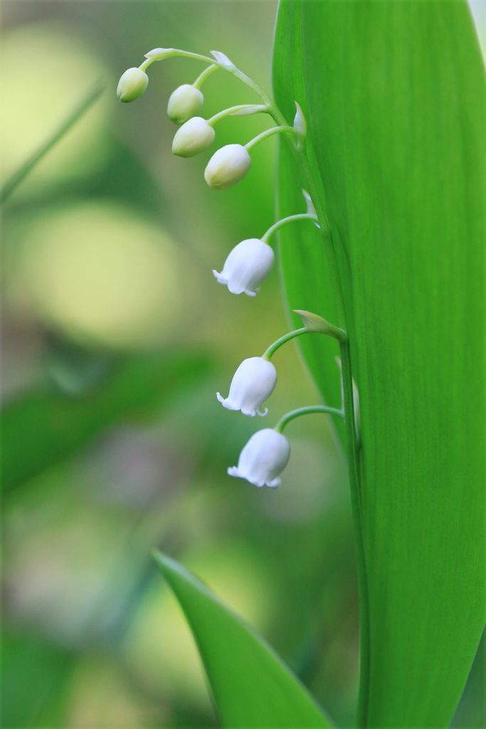 Valokuvaaja: Berndt Hannelius
